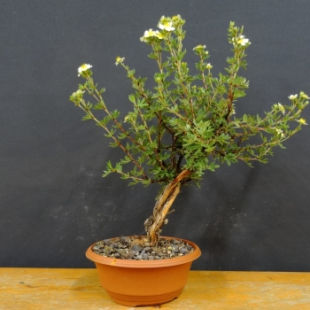 Potentilla, Fingerstrauch, Bonsai