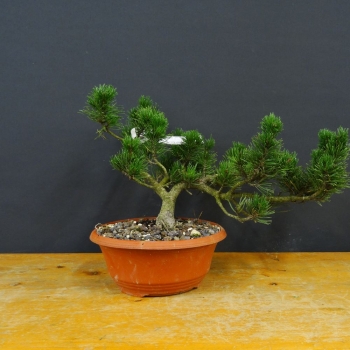 Bergkiefer - Pinus mugo 'Pumilio' R1
