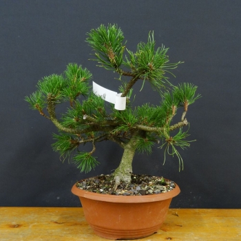 Bergkiefer - Pinus mugo 'Pumilio' R2