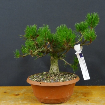 Bergkiefer - Pinus mugo 'Pumilio' R3