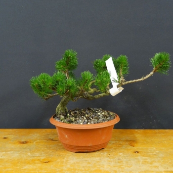 Bergkiefer - Pinus mugo 'Pumilio' R4