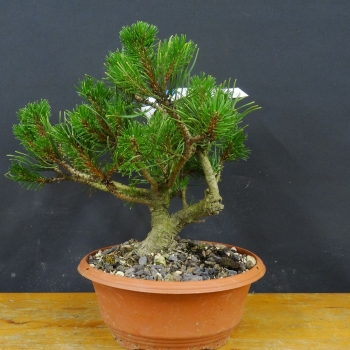 Bergkiefer - Pinus mugo 'Pumilio' R5