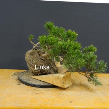 Pinus Pumilio mugo