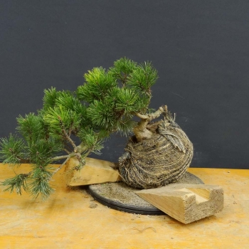 Pinus mugo Pumilio