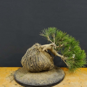 Pinus mugo Pumilio