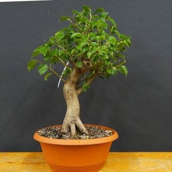 Prunus mahaleb, Steinweichsel, Bonsai