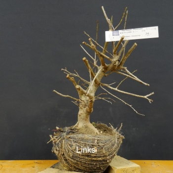 Prunus mahaleb, Steinweichsel, Bonsai