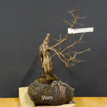 Steinweichsel - Prunus mahaleb B5