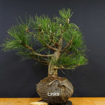 Pinus nigra Schwarzkiefer