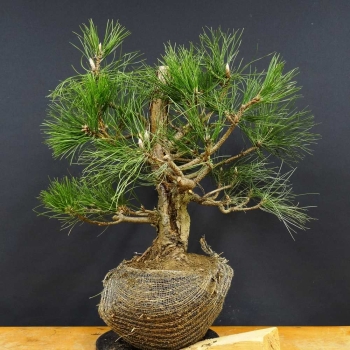 Schwarzkiefer - Pinus nigra B21