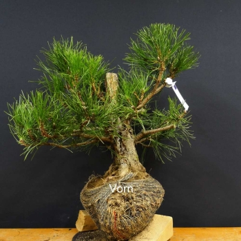 Schwarzkiefer - Pinus nigra B22