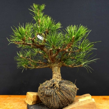 Schwarzkiefer - Pinus nigra B3