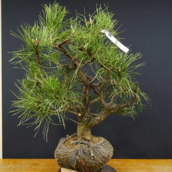 Pinus nigra Schwarzkiefer