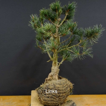 Blaue Mädchenkiefer - Pinus parvifolia 'Glauca' B10