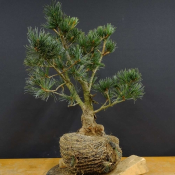 Blaue Mädchenkiefer - Pinus parvifolia 'Glauca' B10