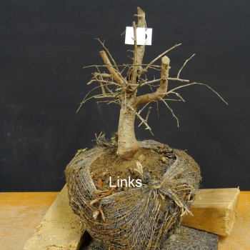 Prunus mahaleb, Steinweichsel, Bonsai