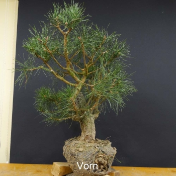 Gemeine Kiefer - Pinus sylvestris B12