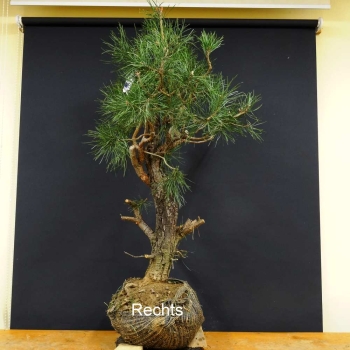 Pinus nigra Schwarzkiefer