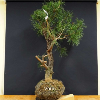 Gemeine Kiefer - Pinus sylvestris B18