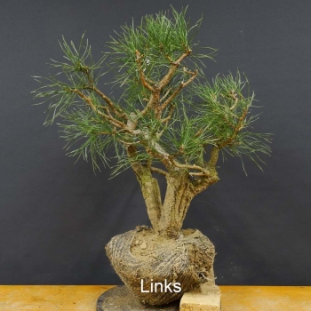 Bonsai, Pinus sylvestris