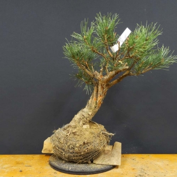 Silberkiefer - Pinus sylvestris 'Watereri' B3