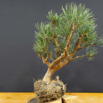 Silberkiefer - Pinus sylvestris 'Watereri' B5