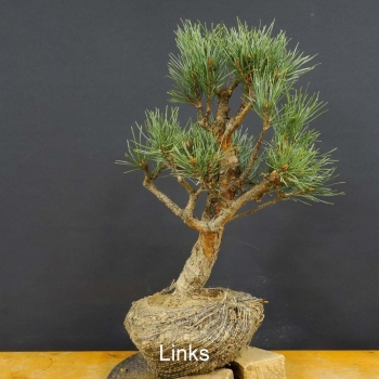 Pinus sylvestris Silberkiefer