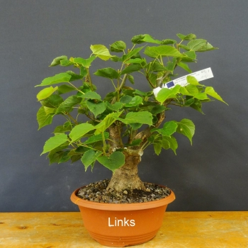 Tilia, cordata, Linde, Winterlinde, Bonsai