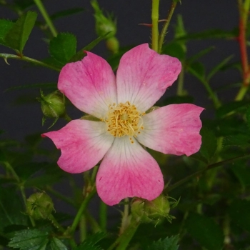 Pre-Bonsai, Rose, rosa Bluete