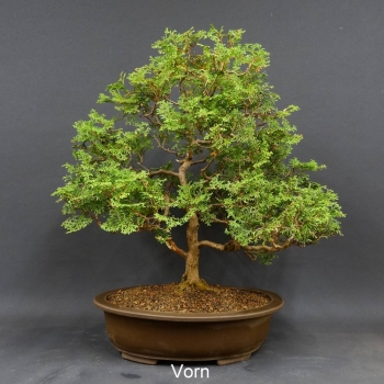 Bonsai, Lebensbaum, Thuja occidentalis