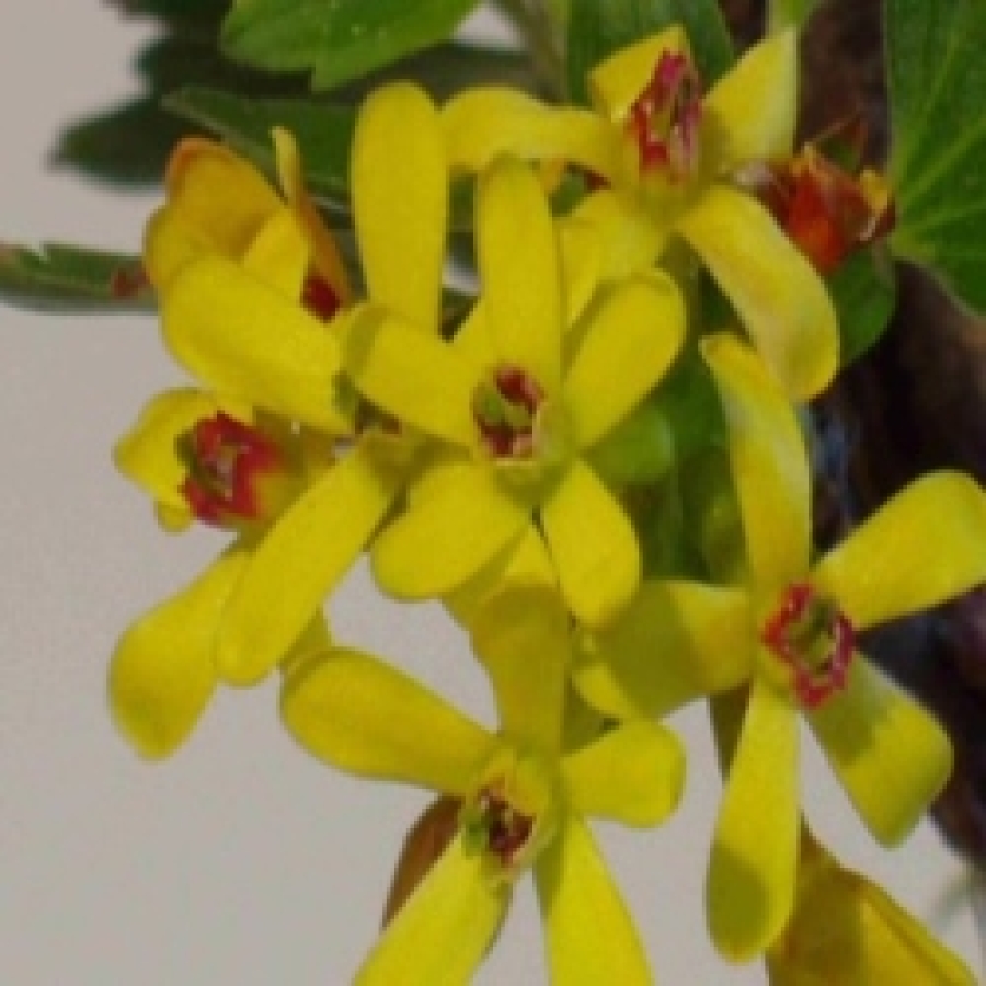 Goldjohannisbeere Blüten