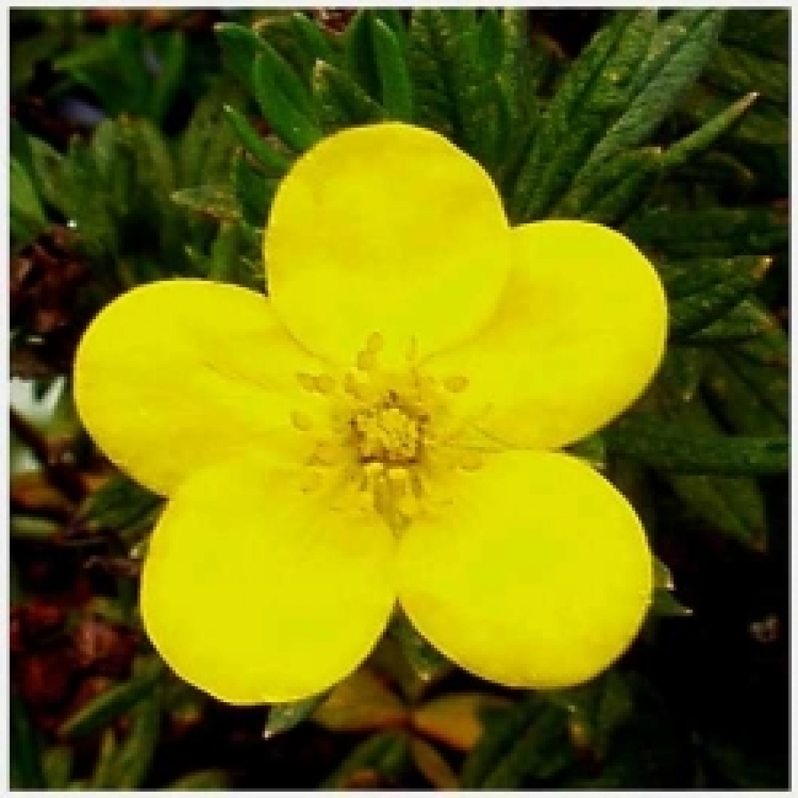 Fingerstrauch, gelb, Potentilla