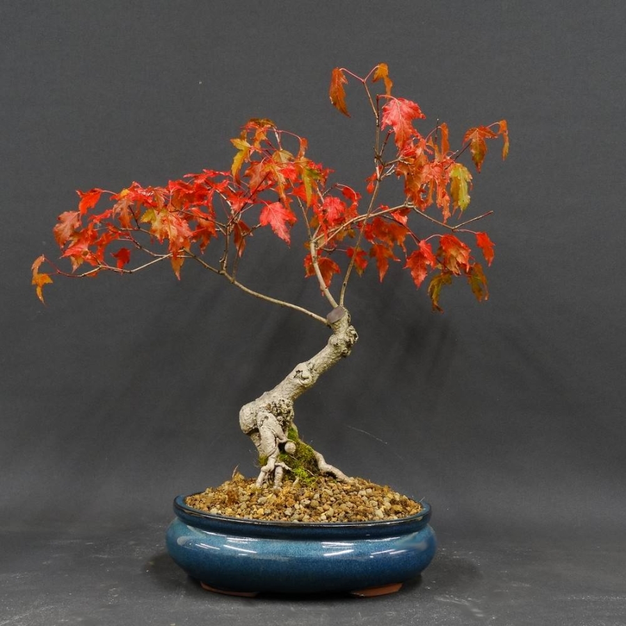 Acer ginnala vorn