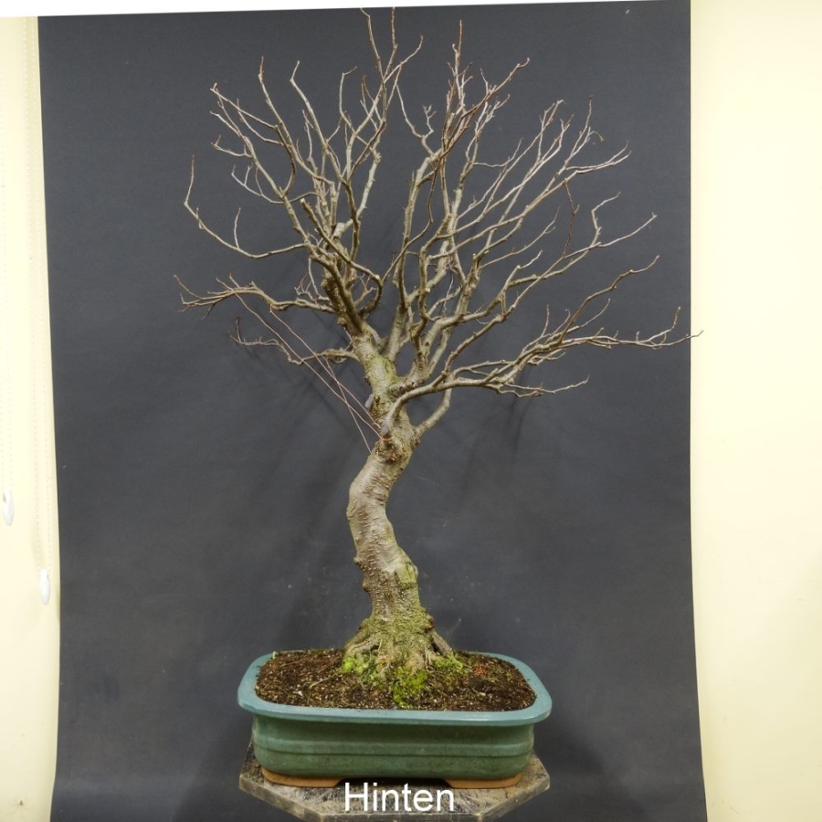 Bonsai, Schwarzerle, Alnus, links