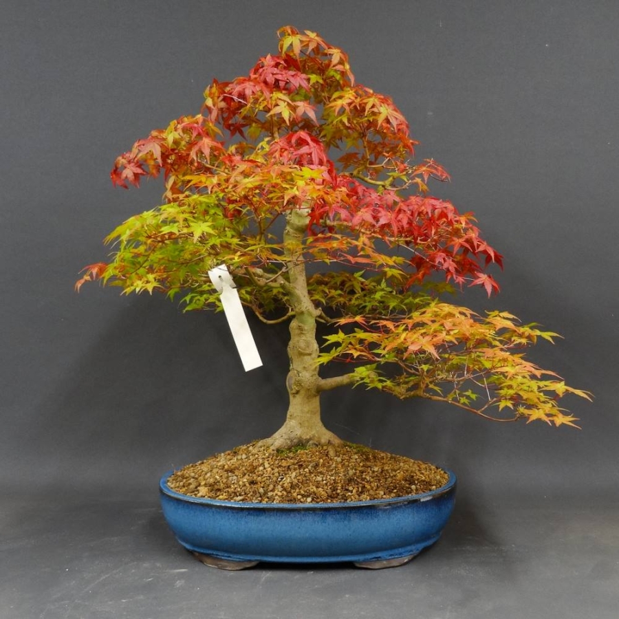 Acer palmatum Fächerahorn