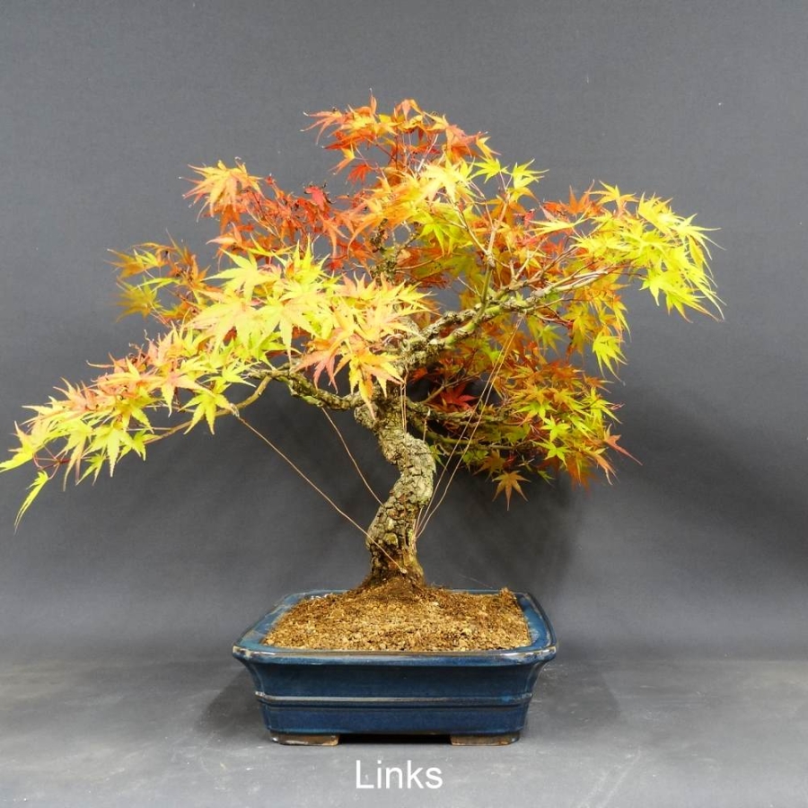 Acer palmatum Fächerahorn