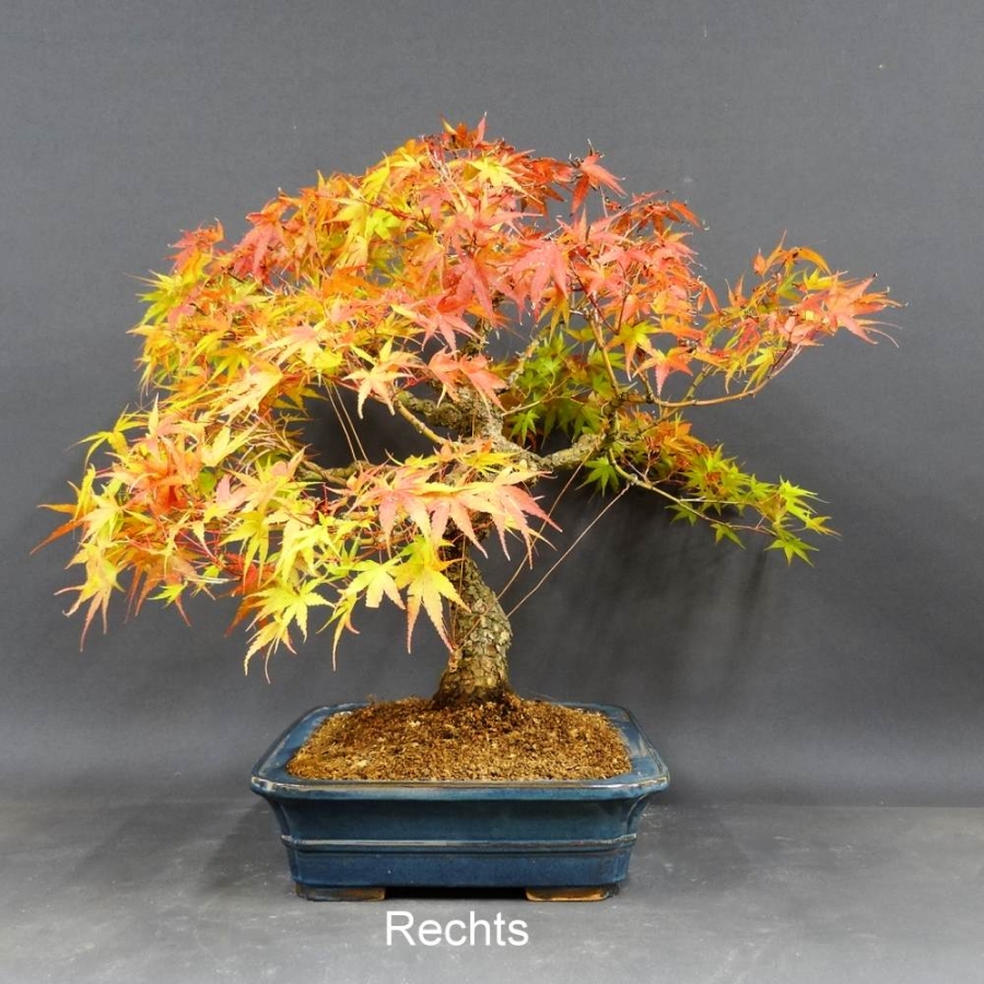 Acer palmatum Fächerahorn