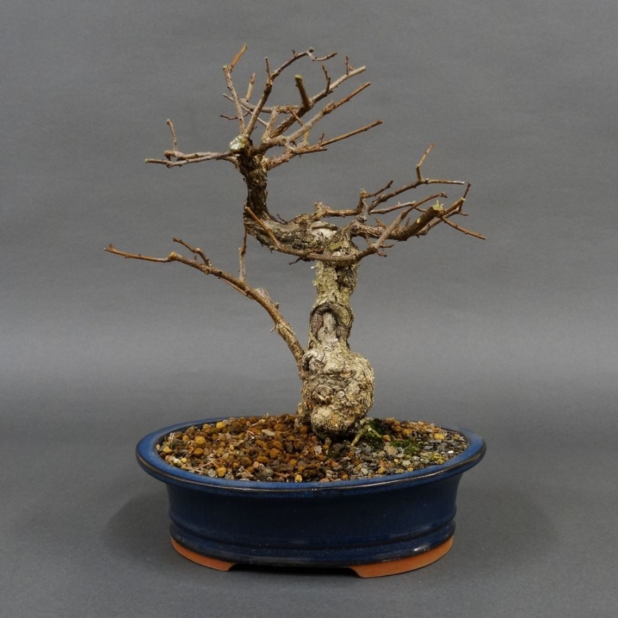 Pre-Bonsai, Celastrus, Baumwürger