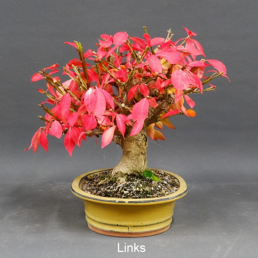 Euonymus alatus, Bonsai