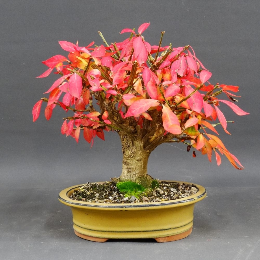 Euonymus alatus, Bonsai