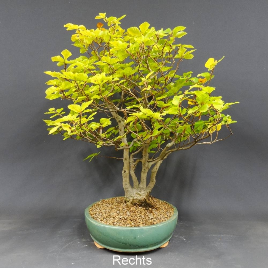 Rotbuche - Fagus sylvatica