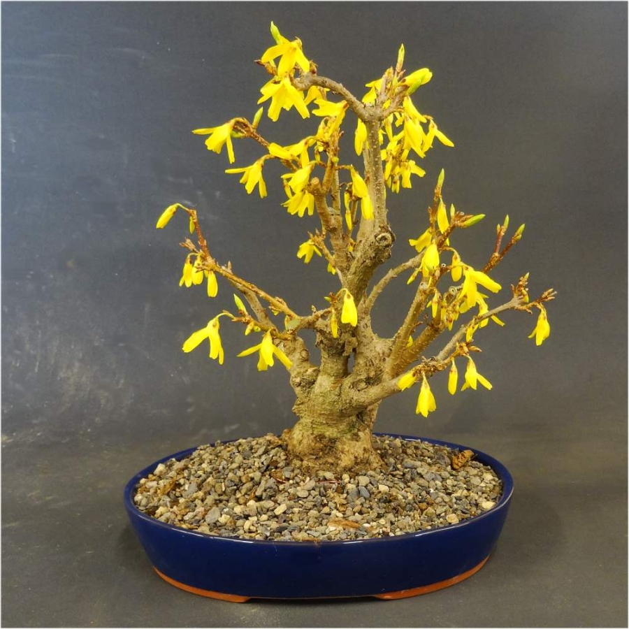 Forsythie, Goldglöckchen, Bonsai