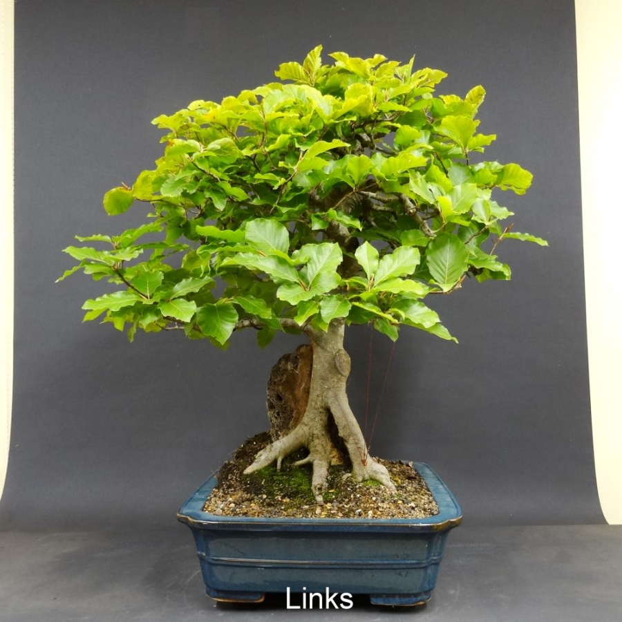 Rotbuche 10 - Fagus silvatica 1750,-€