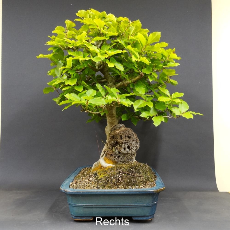 Rotbuche 10 - Fagus silvatica 1750,-€