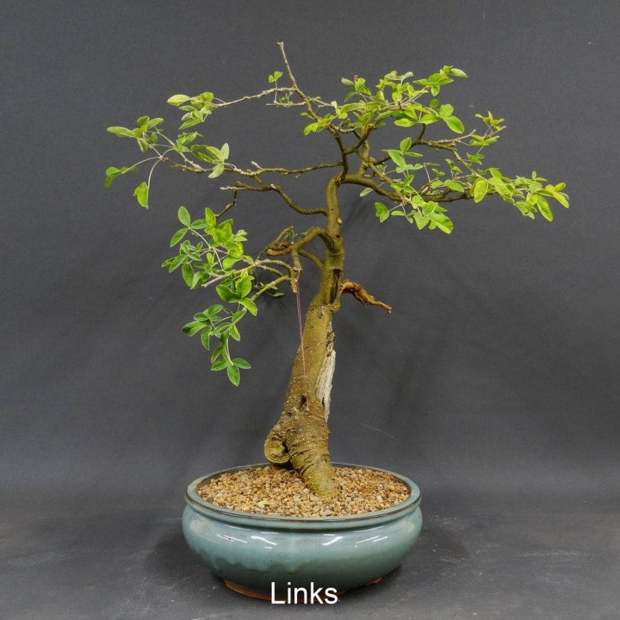 Bonsai,  Goldregen, Laburnum anagyroides