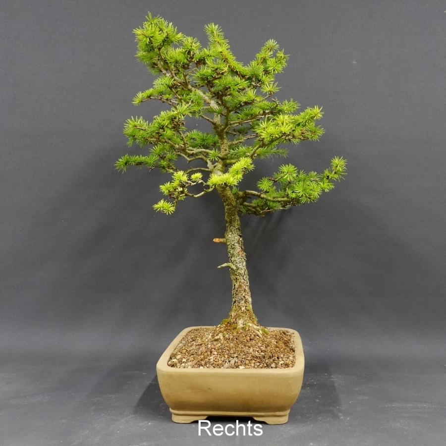 Larix, Lärche, Bonsai