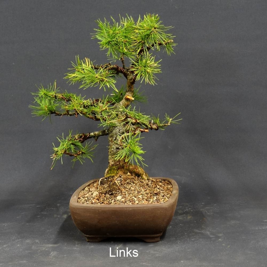 Larix, Lärche, Bonsai