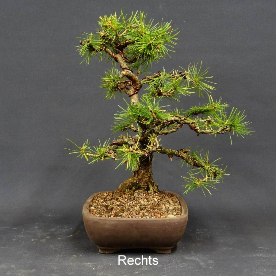 Larix, Lärche, Bonsai