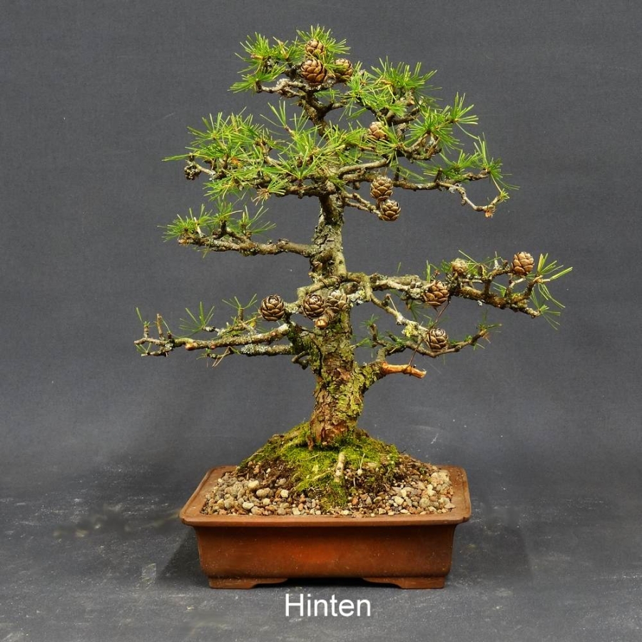 Larix, Lärche, Bonsai