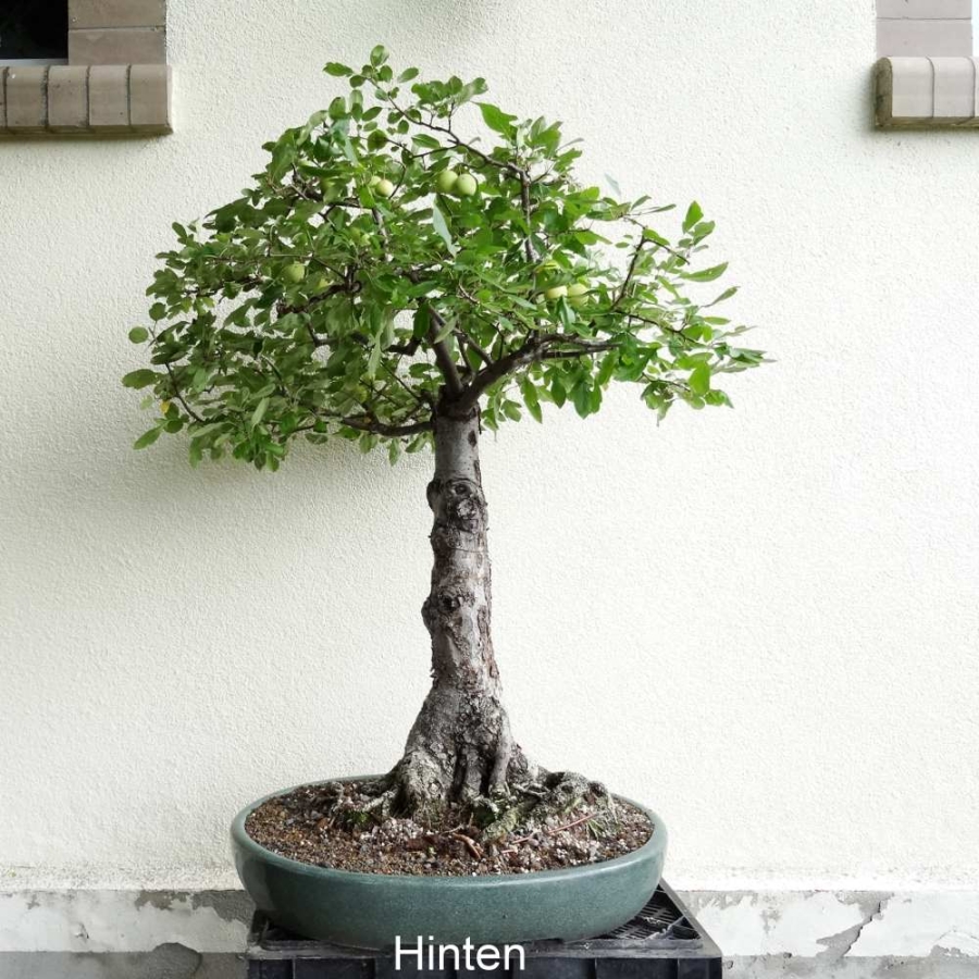 Bonsai, Apfel, Hinteransicht